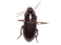 Harpalus latus